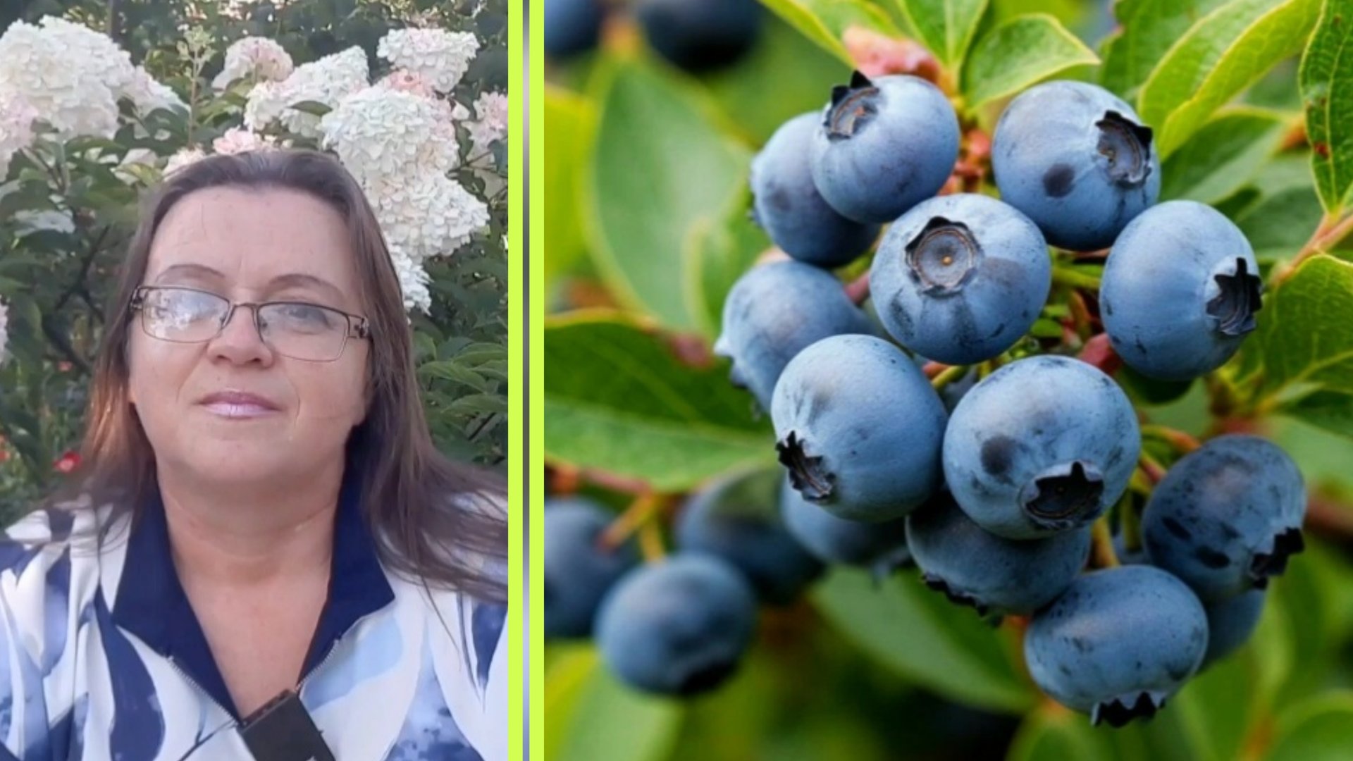 Посадка голубики. Август. смотреть онлайн