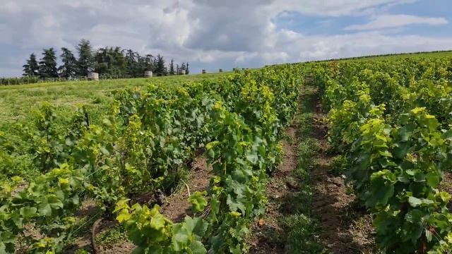 Epernay Эперней Champagne Шампань Франция 2025 август