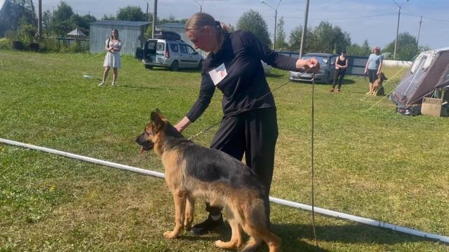 ЩЕНКИ СУКИ / КЧК КОТЛАС 26 июля`25 А.Буйнова Моно немецких овчарок