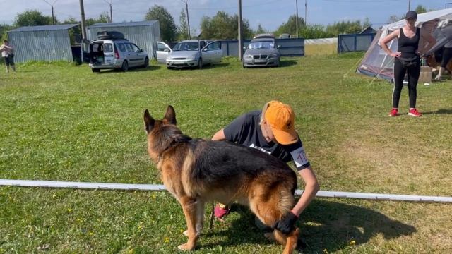 ВЕТЕРАНЫ КОБЕЛИ / КЧК КОТЛАС 26 июля`25 А.Буйнова Моно немецких овчарок