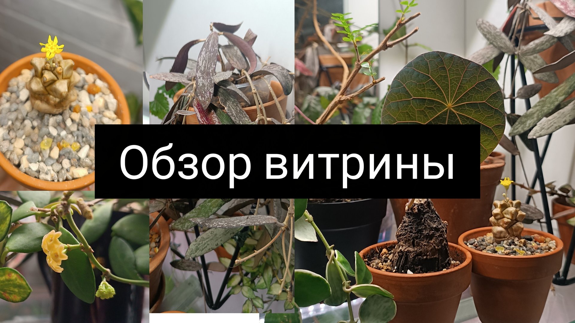 обзор витрины смотреть онлайн