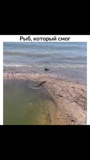 Рыб, который смог! #shorts
