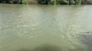 Рыбалка на кубани. Хотим поймать САЗАНА