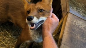 Лиса-Алиса. Игнис не хочет быть один во время дождя