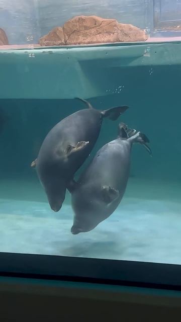 Очень милые ❤️ #москварум #sea #подводныймир #путешествие #медитация