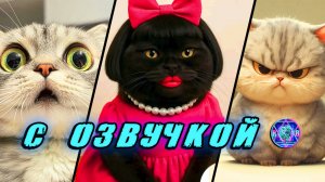 🔥 Приколы с котами! - С ОЗВУЧКОЙ! СМЕШНЫЕ КОТЫ! Самые смешные животные! Попробуй не засмеяться!