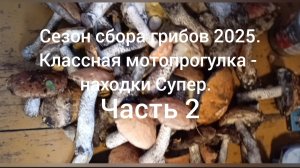 Сезон сбора грибов 2025. Супер мотопрогулка за грибами, находки Супер. Часть 2