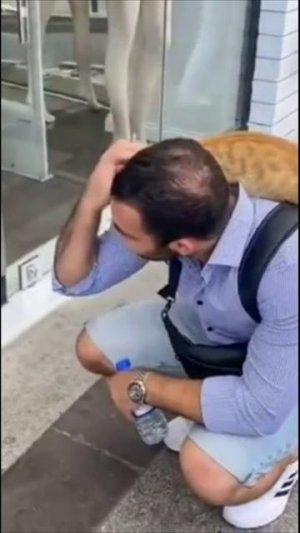 Смешные коты #70-5