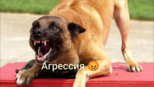 О чём может рассказать поза собаки?