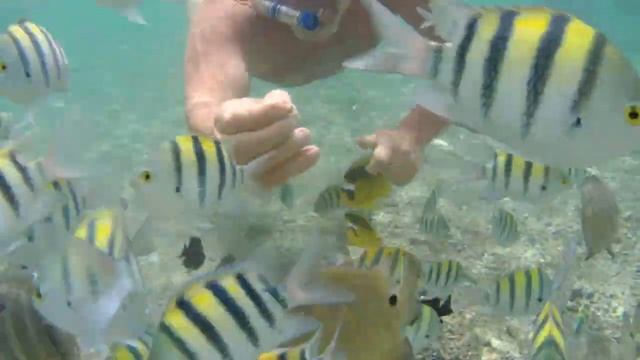 Подводный мир отеля Charmillion Gardens. 5 метров от берега моря.