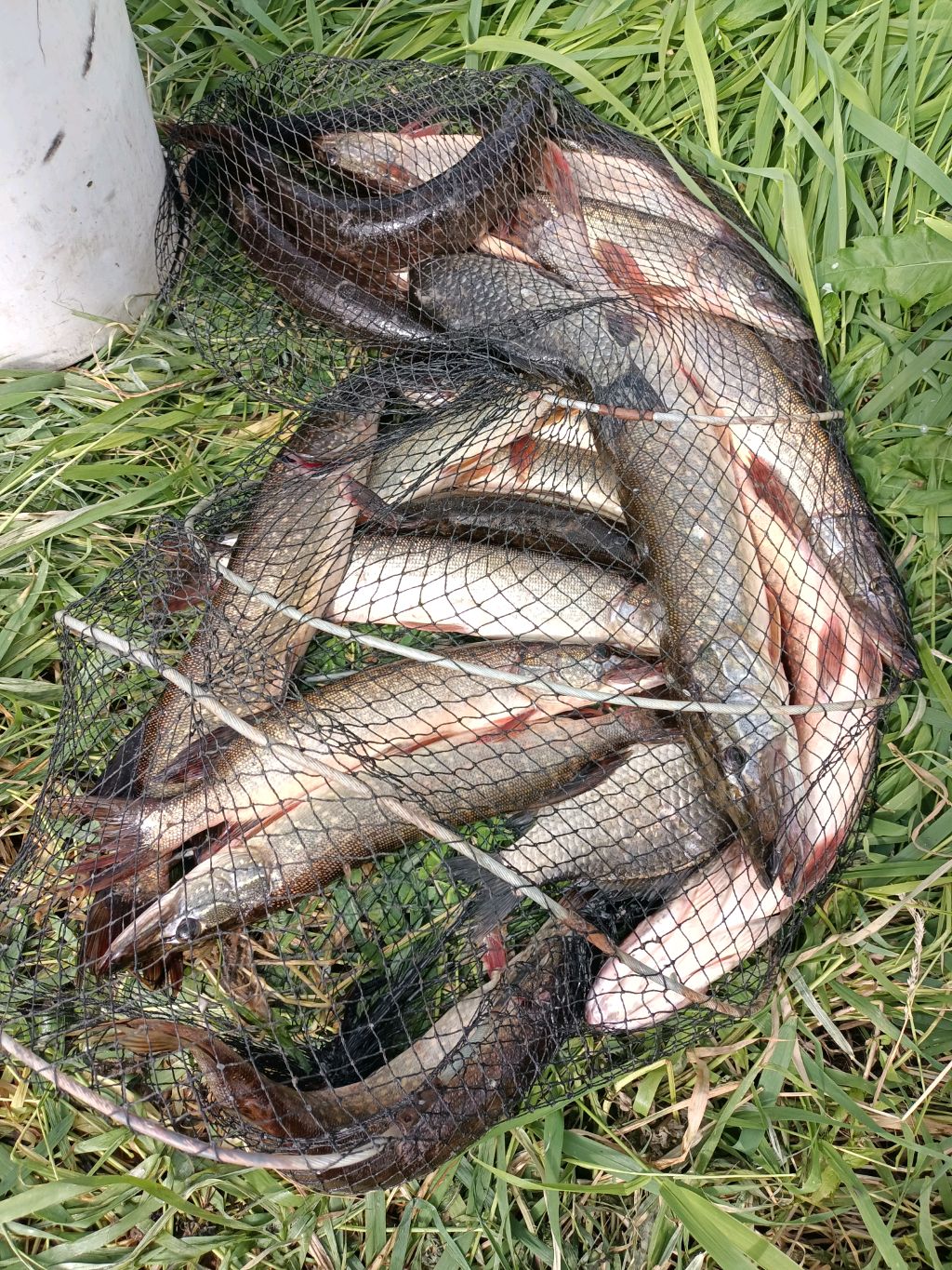 Щука на маленькой речке