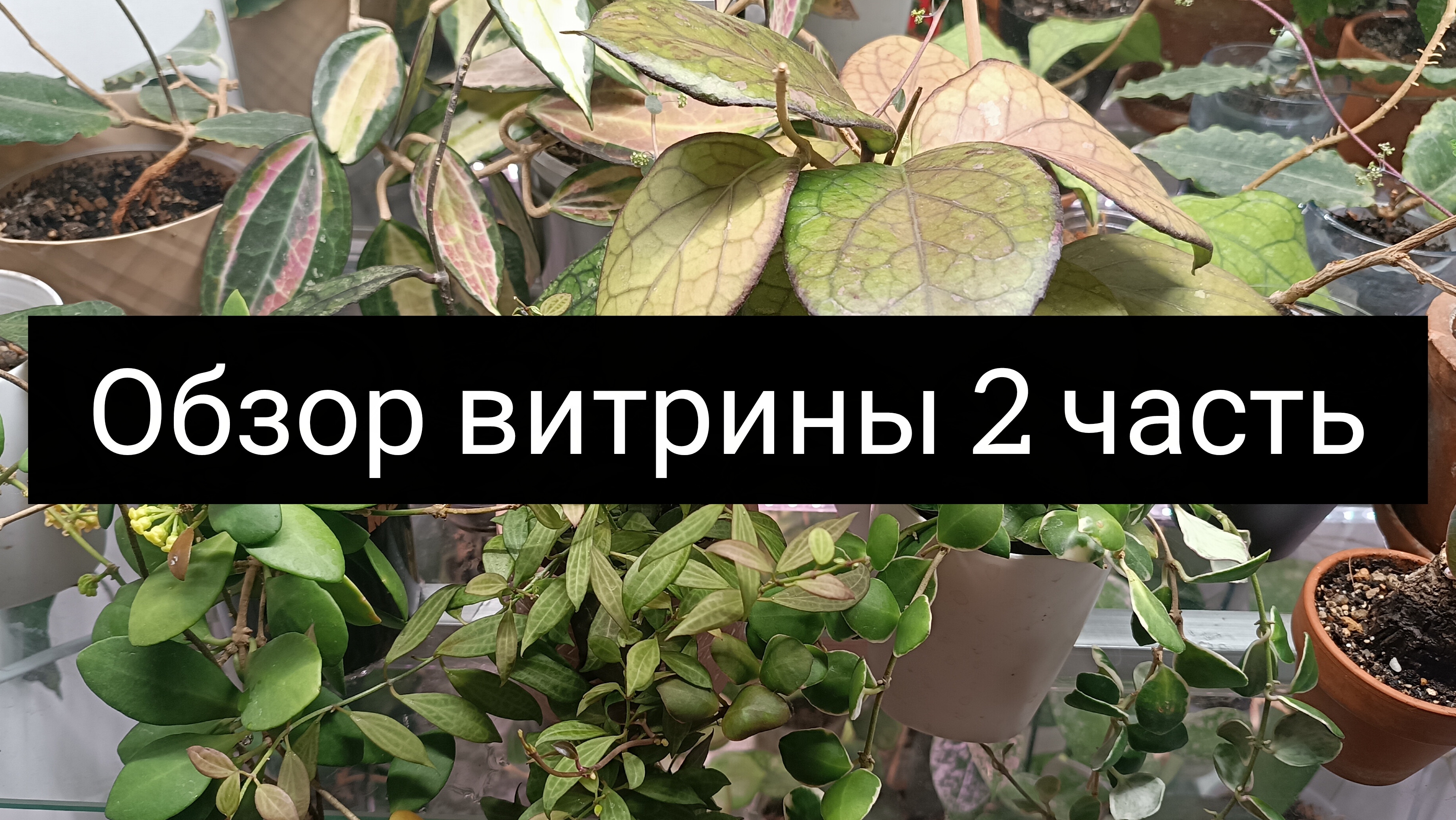 обзор витрины 2 часть смотреть онлайн