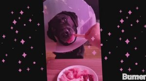 Пёс   обедает