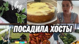 VLOG: Яблочный ПИРОГ/В магазине РАЗБИЛА/Готовим ВАРЕНИКИ/Сажаю ХОСТЫ/Свекр в ГОСТЯХ