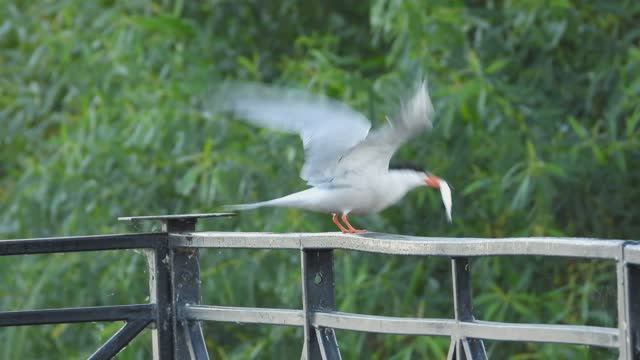 Речная Крачка с рыбой в клюве, наблюдение птиц в Великом Новгороде, 4 августа 2025 смотреть онлайн