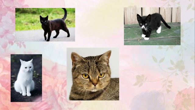 сделай своего котика мечты!!!💕 смотреть онлайн