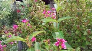 Цветы под дождем#вейгела цветет всё лето