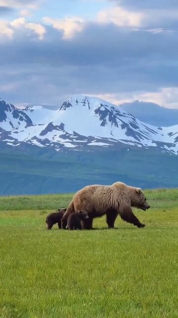🐻🇷🇺 смотреть онлайн