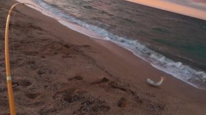 Крупный пеленгас 2025  Отдыхаем на природе