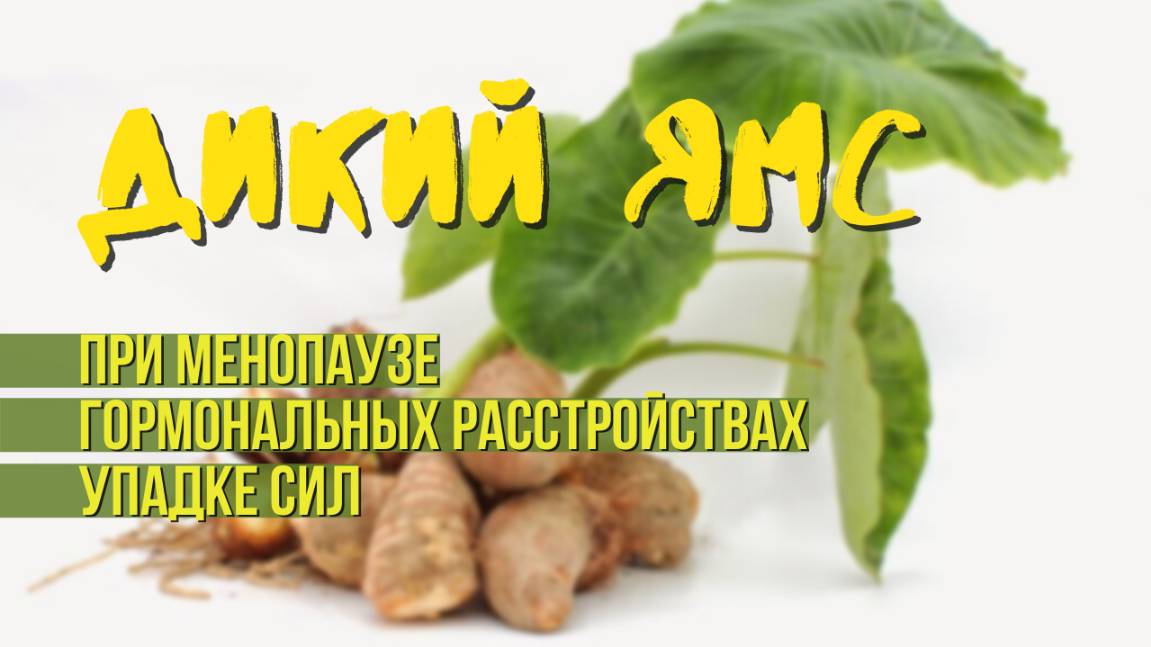 Что такое дикий ямс? Прием дикого ямса смотреть онлайн