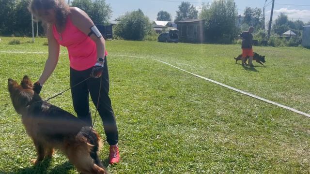 МОЛОДЫЕ СУКИ ДШ / КЧК КОТЛАС 26 июля`25 А.Буйнова Моно немецких овчарок