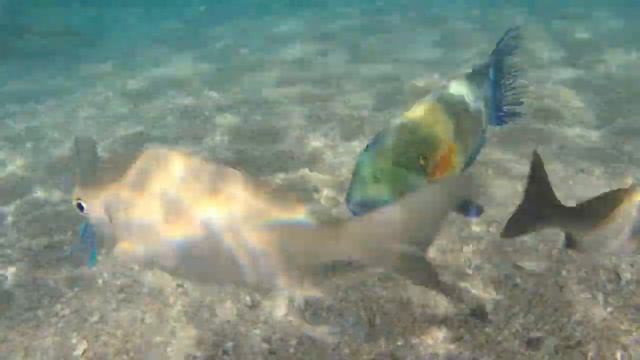 Подводный мир отеля Charmillion Gardens. Лера и рыбки.