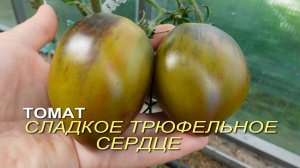 Томат СЛАДКОЕ ТРЮФЕЛЬНОЕ СЕРДЦЕ. Обзор сортов ТОМАТОВ!