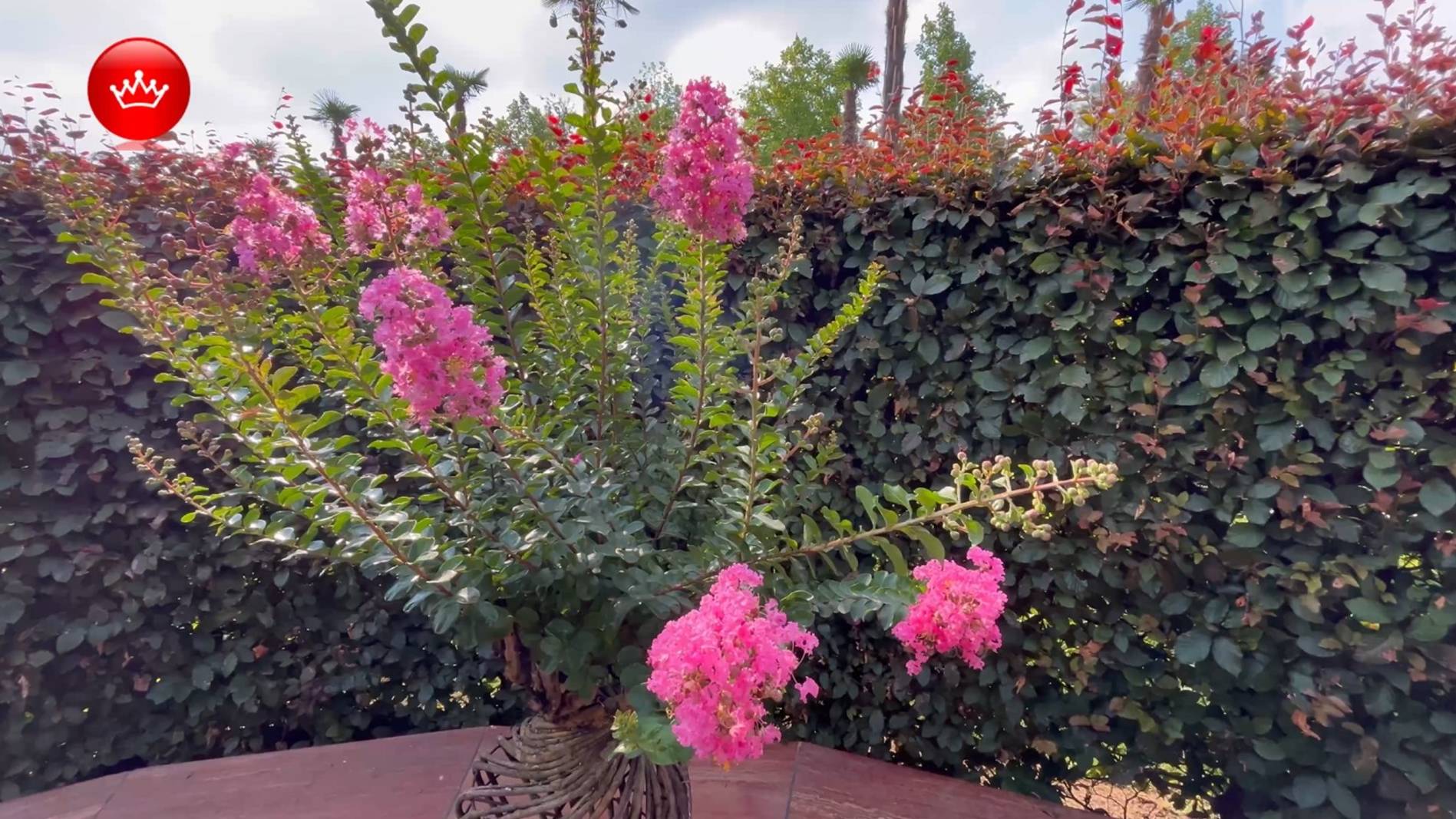 Первые лагестремии в живых вазах зацвели в парке Галицкого. смотреть онлайн