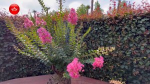 Первые лагестремии в живых вазах зацвели в парке Галицкого.