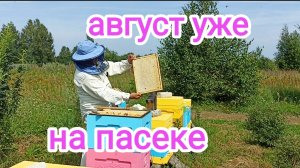 Пчёлы Бакфаст плохо несут мёд. Пчеловодство Владимирской области!