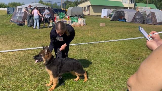 БЕБИ КОБЕЛИ ДШ / КЧК КОТЛАС 26 июля`25 А.Буйнова Моно немецких овчарок