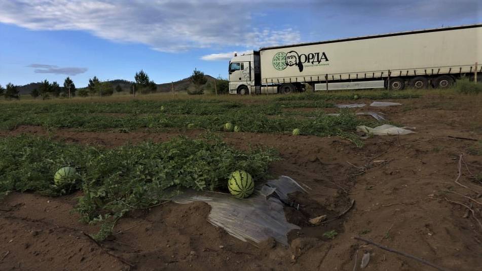 Набили морду арбузами! Улыбаемся и машем Китаю) смотреть онлайн