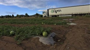 Набили морду арбузами! Улыбаемся и машем Китаю)