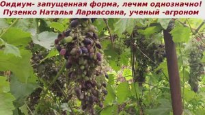 Запущенный оидиум на винограднике- будем лечить, часть урожая еще можно спасти.