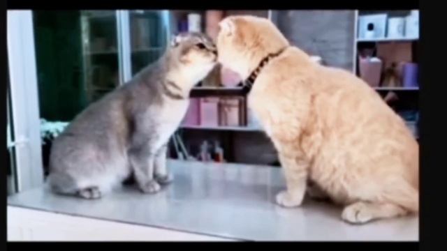 Не узнали друг друга. Том и Арчи#животные#звери #кот #котик #котики #коты #котята #2023