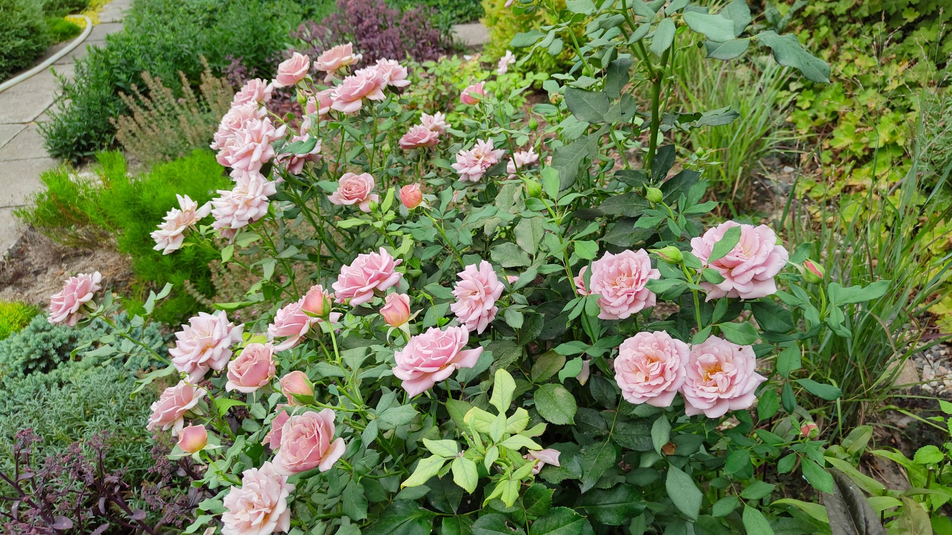 Южный сад без прикрас. Планы по переделке сада. Полный обзор сада в жару и засуху 03.08.2025 г. смотреть онлайн