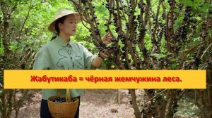 Жабутикаба=чёрная жемчужина леса, взрывающаяся вкусом