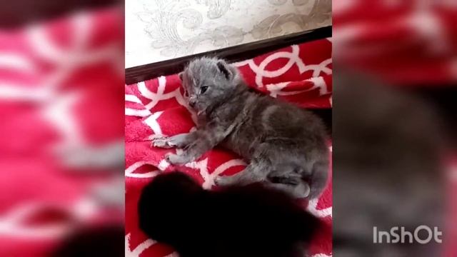 Смешные котята#котята #милота #смешныеживотные#животные