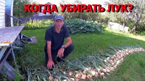УБОРКА и ХРАНЕНИЕ ЛУКА. Лук будет лежать долго.Признаки готовности и условия хранения.
