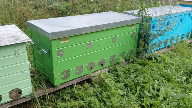 Пасека на сотке в начале августа - из 10 семей более 30. Идёт медосбор. Результаты позже... смотреть онлайн