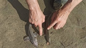 как отличить стерлядь от малька осетра