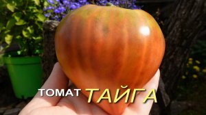 Томат ТАЙГА. Обзор сортов ТОМАТОВ!