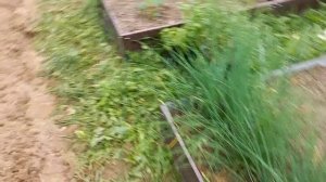 Жизнь в Деревне , делаю зимний салат , ваууу помидор