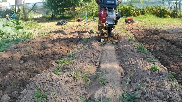 на полольниках по междурядьям 1