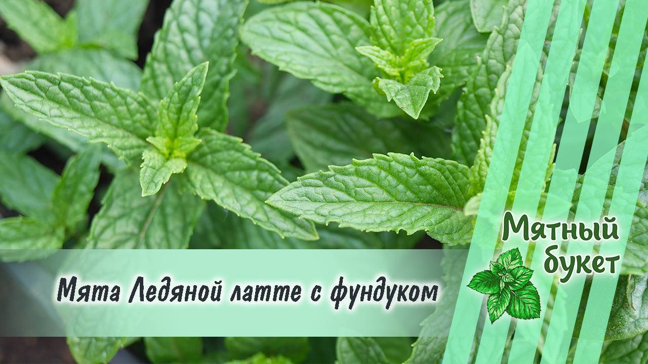 Мята Ледяной латте с фундуком