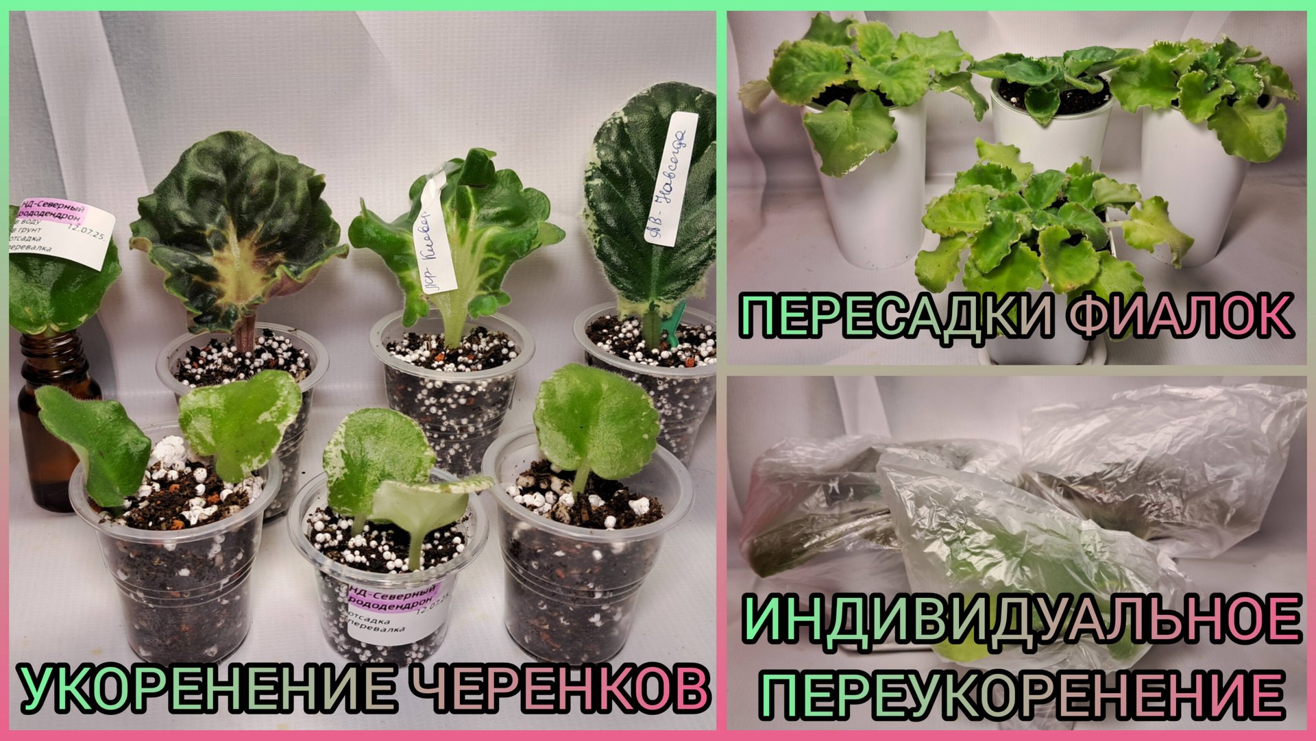 Укоренение черенков. Пересадка фиалок. Индивидуальное переукоренение. смотреть онлайн