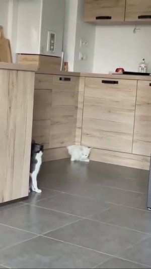 Скрытность котиков