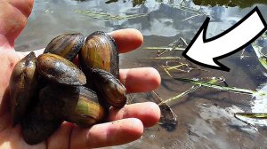 Реакция рыбы на ракушку - перловицу! Подводная съемка