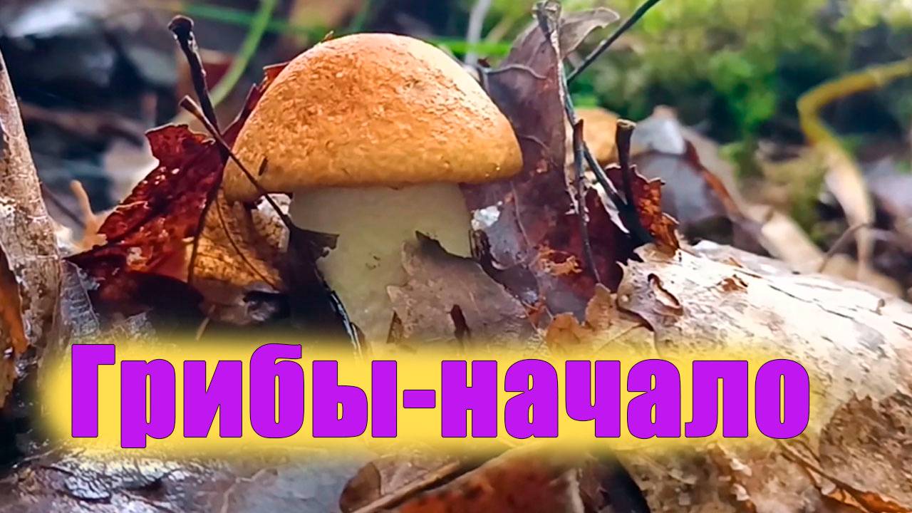 За грибами с  друзьями