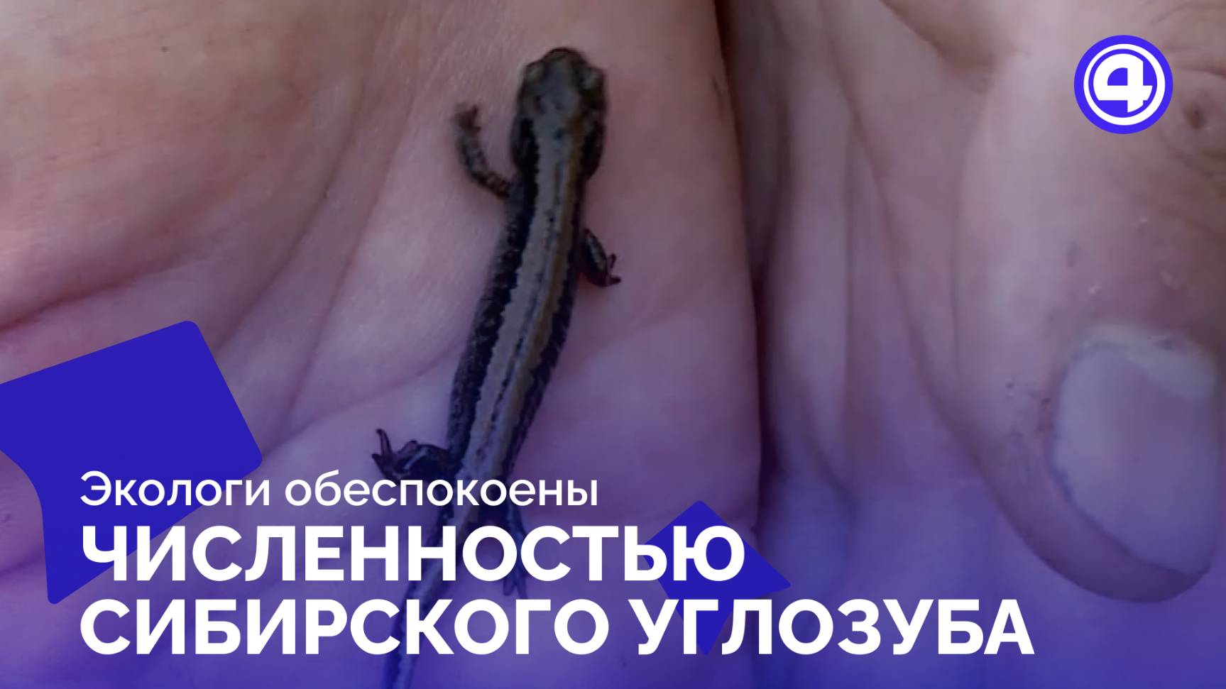 Сибирский углозуб под угрозой? Экологи бьют тревогу в Екатеринбурге смотреть онлайн